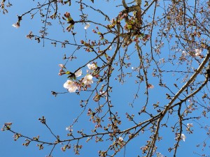 3・23桜